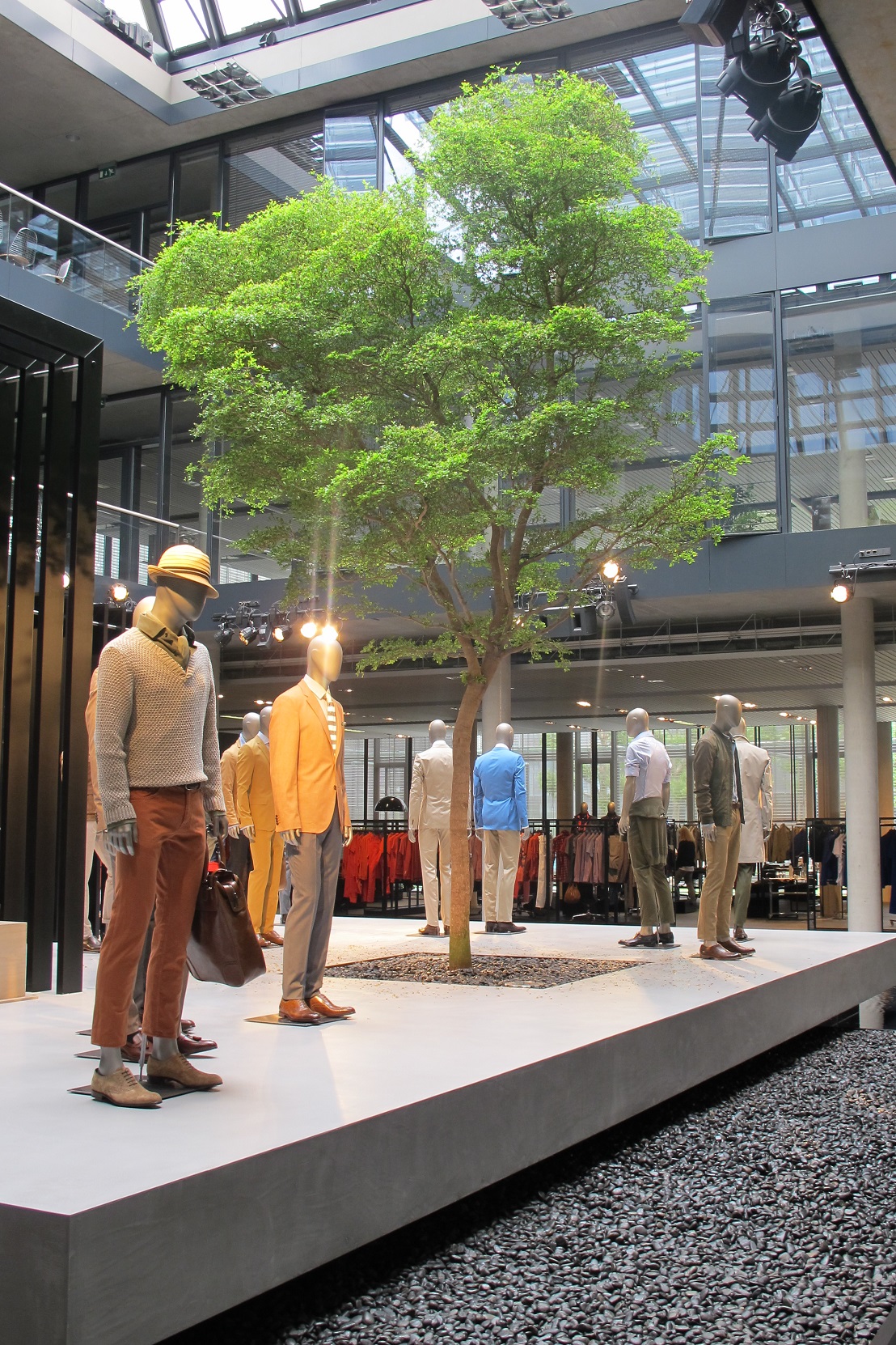 bucida buceras modehaus atrium baum kaufen Stuttgart