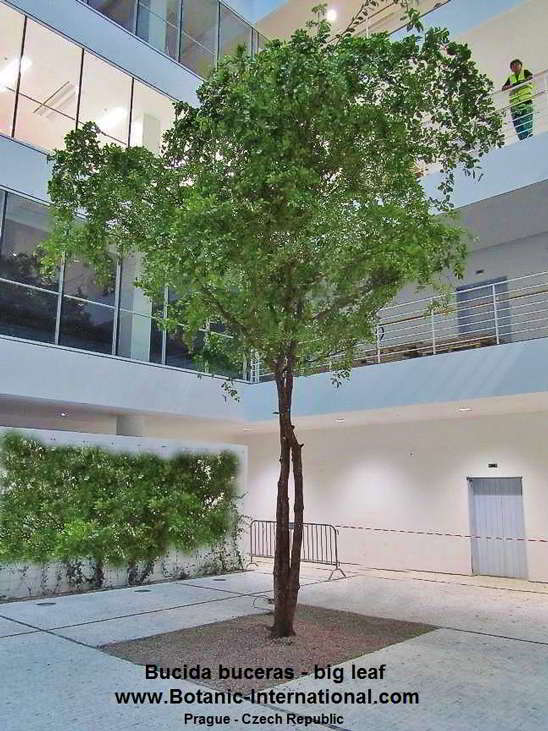 Árbol Bucida buceras con hojas grandes Árbol Bucida buceras con hojas grandes