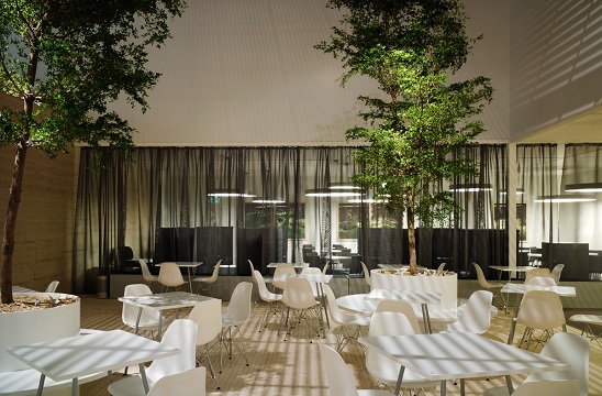 Árbol Bucida buceras en un hotel Árbol Bucida buceras en un hotel