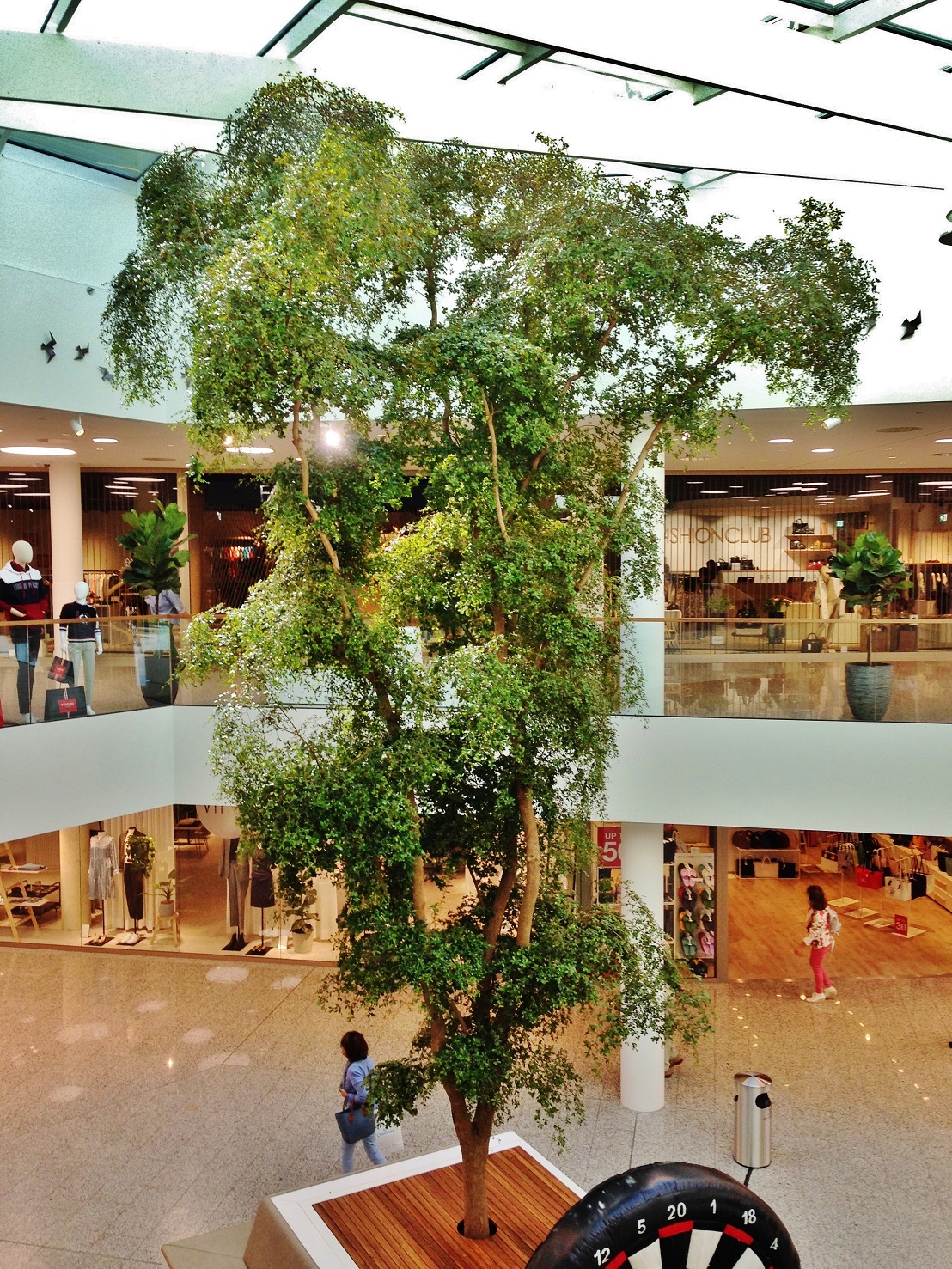 Bucida Buceras Baum bis 9m in Shopping Mall Luxembourg - planen und kaufen Innenraum Baum Bucida Luxembourg kaufen shopping mall