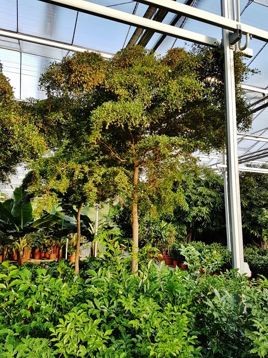 Bucida buceras Baum Schirm Toskana-Form kaufen Nr.10 Bucida buceras Schirm toskanaform kaufen Nr.10