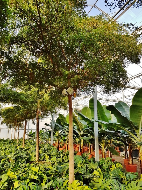 Bucida buceras Baum Schirm Toskana-Form kaufen Nr.2 Bucida buceras Schirm toskanaform kaufen Nr.2
