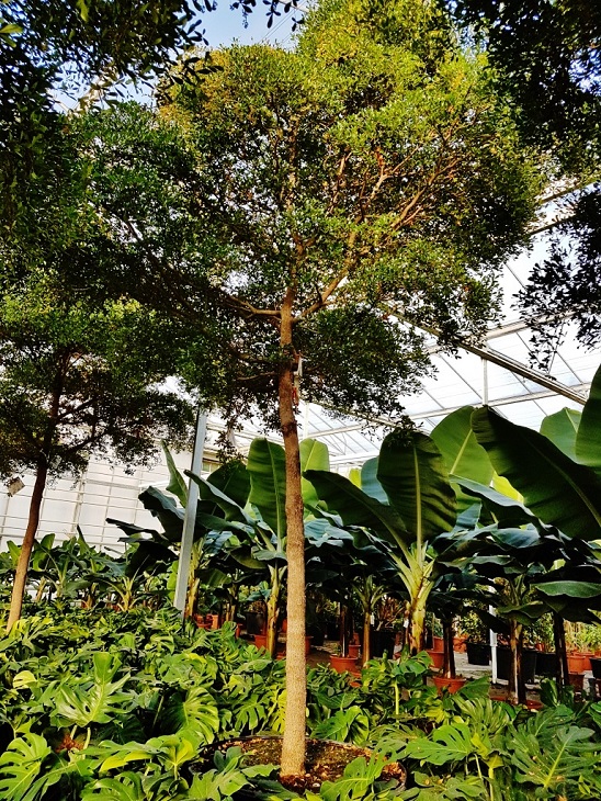 Bucida buceras Baum Schirm Toskana-Form kaufen Nr.3 Bucida buceras Schirm toskanaform kaufen Nr.3