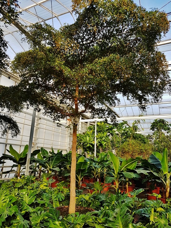 Bucida buceras Baum Schirm Toskana-Form kaufen Nr.5 Bucida buceras Schirm toskanaform kaufen Nr.5