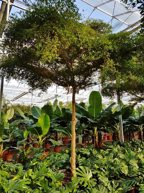 Bucida buceras Baum Schirm Toskana-Form kaufen Nr.6 Bucida buceras Schirm toskanaform kaufen Nr.6