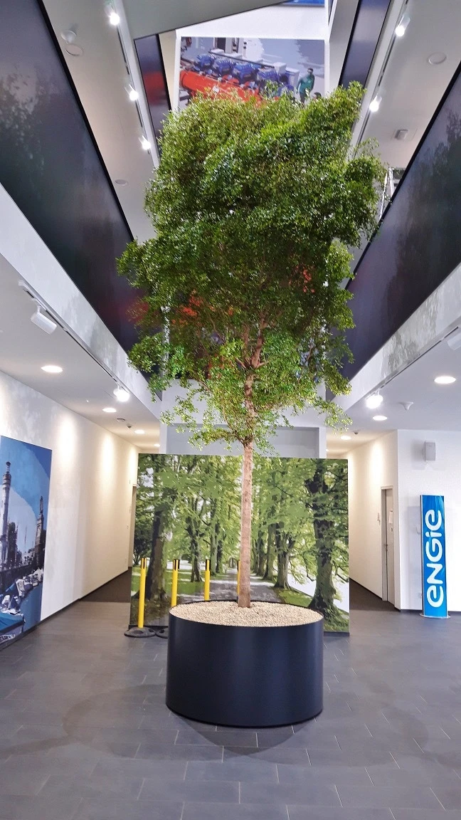 Bucida buceras Baum Innenraum 600 cm kaufen