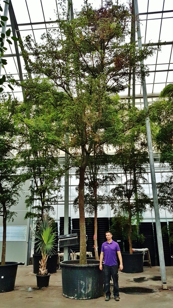 Bucida-buceras-1000cm-10m-compra-online