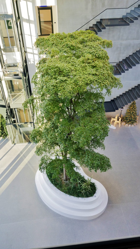 bucida buceras - black olive - 10m oder 1000 cm online kaufen