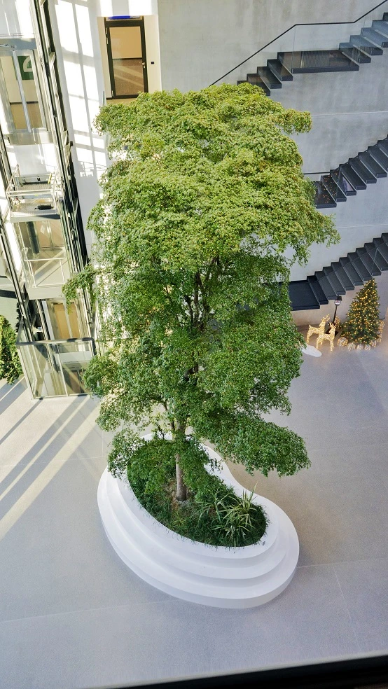 bucida buceras - black olive - 10m oder 1000 cm online kaufen