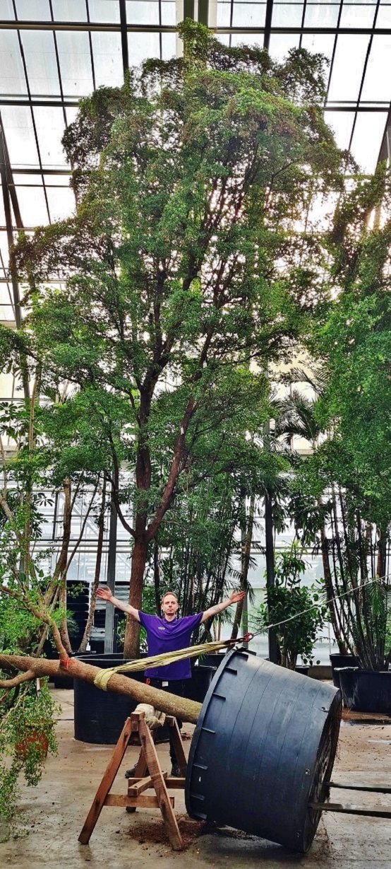 Bucida buceras 11m - 11000 cm online kaufen