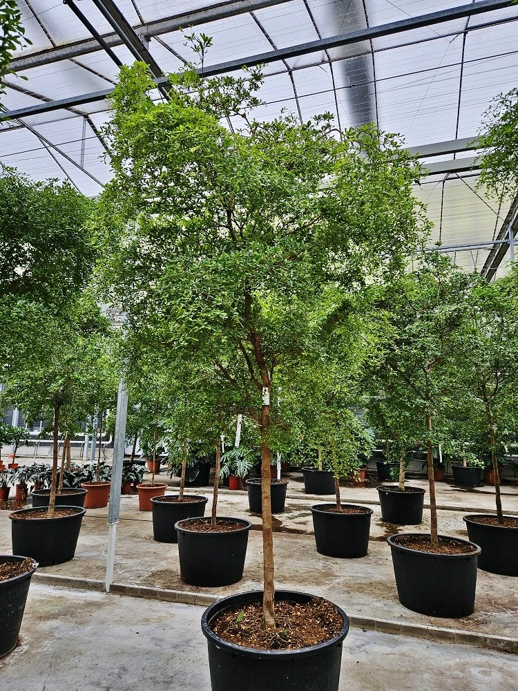 Bucida Baum 400 cm Innenraum online kaufen