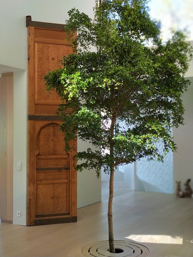 Bucida-buceras-400cm-online-plan-comprar