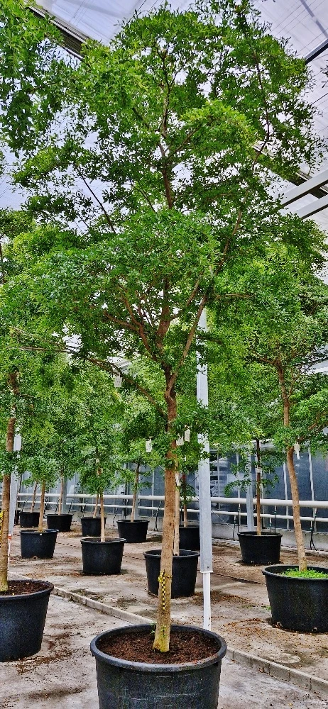Bucida buceras Baum Innenraum 500 cm 5m online kaufen