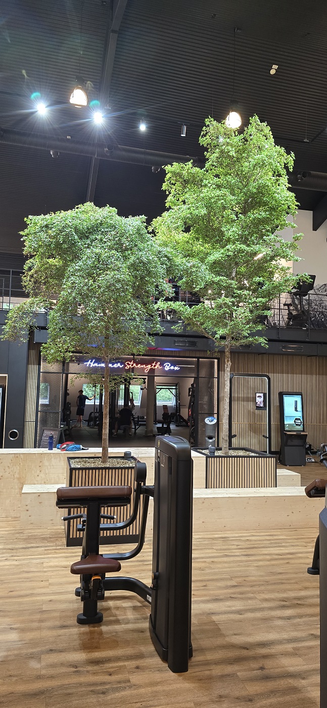 Bucida buceras Baum Innenraum 500 cm 5m online kaufen