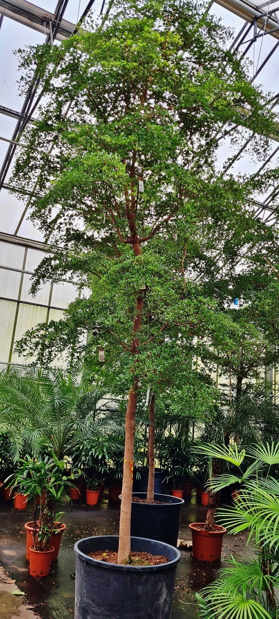 Bucida buceras Baum 600 cm kaufen