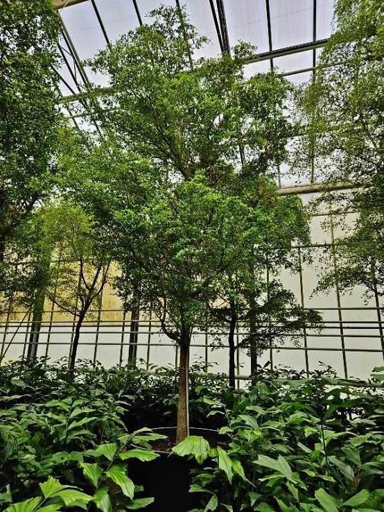 Bucida buceras 700 cm - 7m - online kaufen