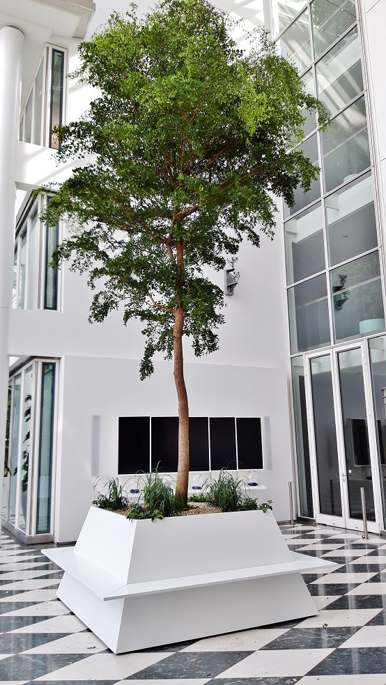 Bucida buceras 800 cm comprar online