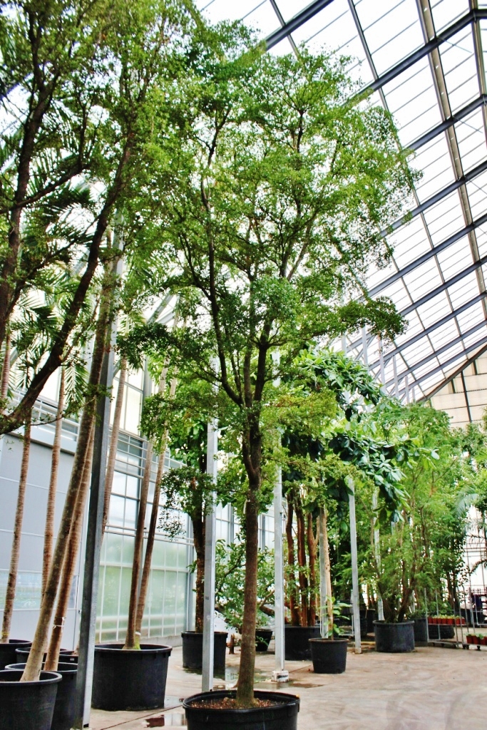 Bucida buceras 800cm 8m online kaufen