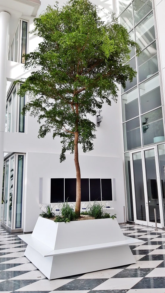 Bucida buceras in Antares 800 cm kaufen