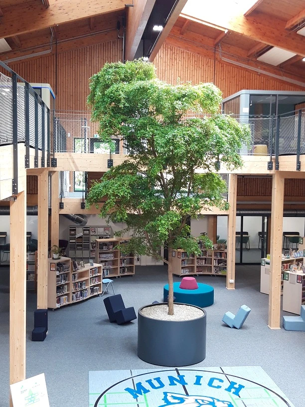 Bucida buceras black olive 9m oder 900 cm online kaufen