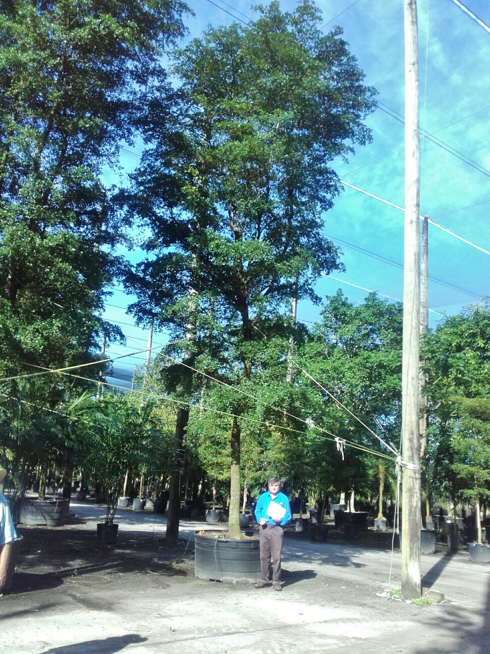 Bucida-buceras-exterior-Florida-comprar-hasta-12m