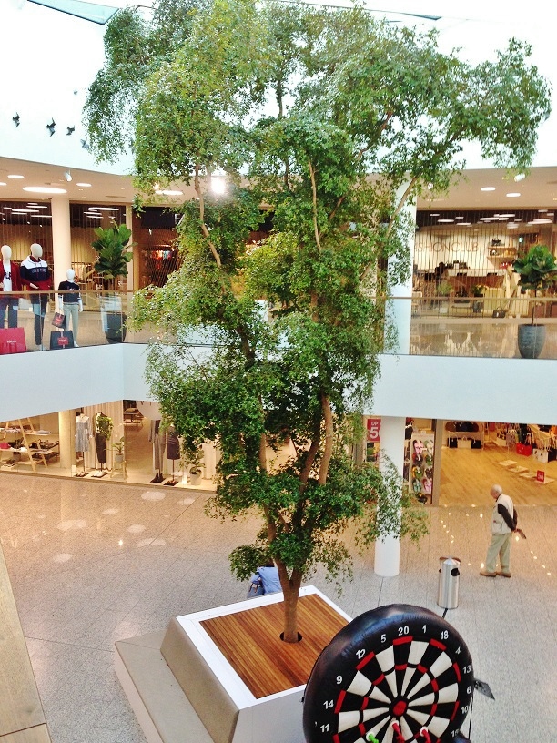 Bucida buceras compra online para galeria comercial