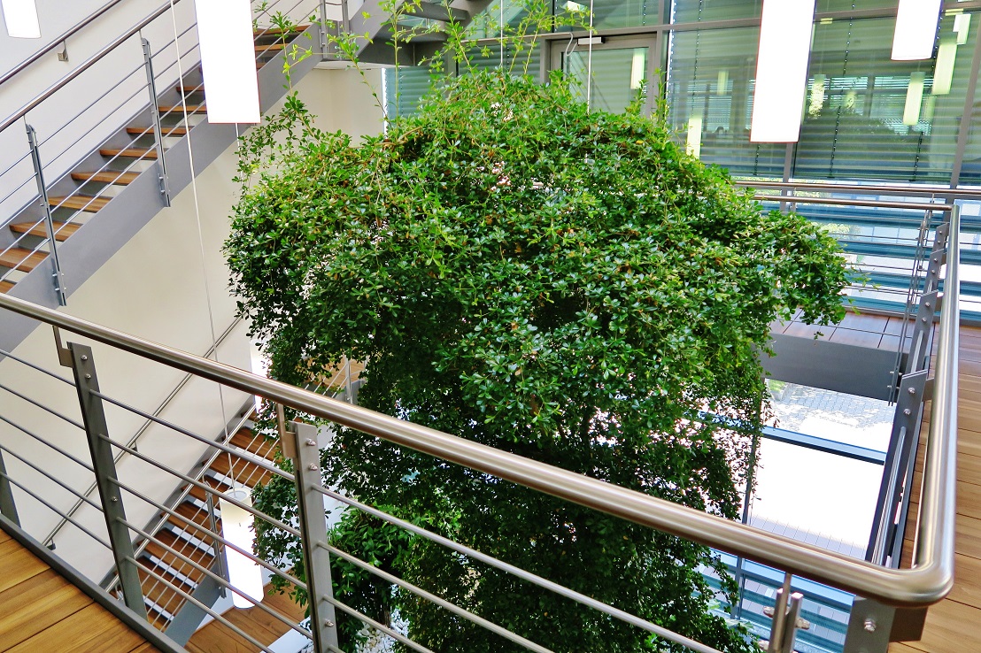 Atrium Bucida buceras eingewachsen in einem Projekt in München der Firma DENSO Atrium baum bucida buceras kaufen muenchen
