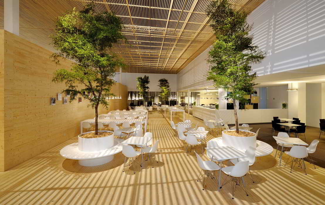 Bucida buceras baum gastronomie messe