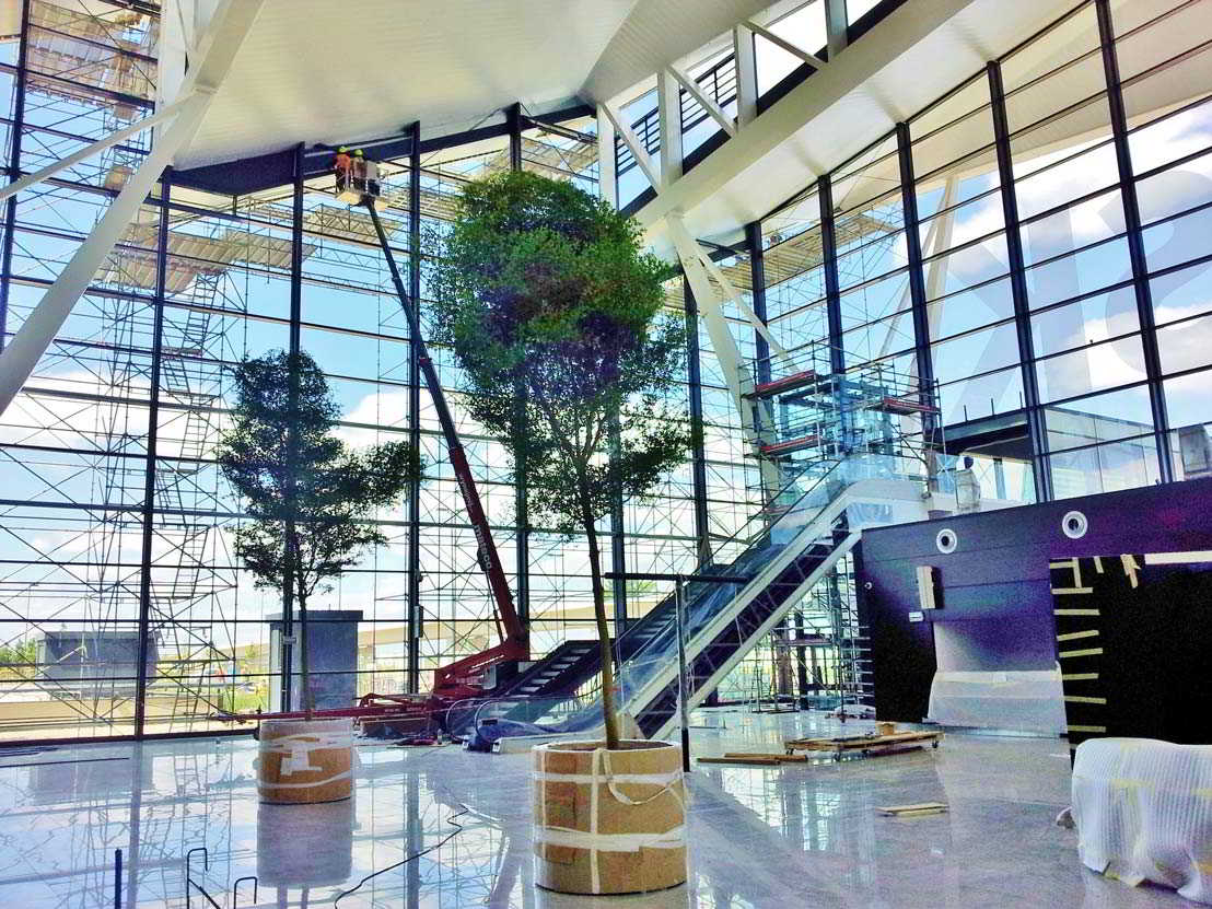Bucida buceras baum terminal flughafen