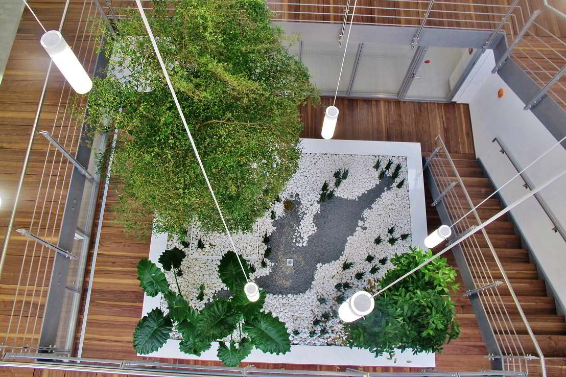 Atrium München bepflanzt mit Bucida buceras, Alocasia, Surculosa und Sanseveria Mikado Bucida buceras black olive baum atrium muenchen kaufen