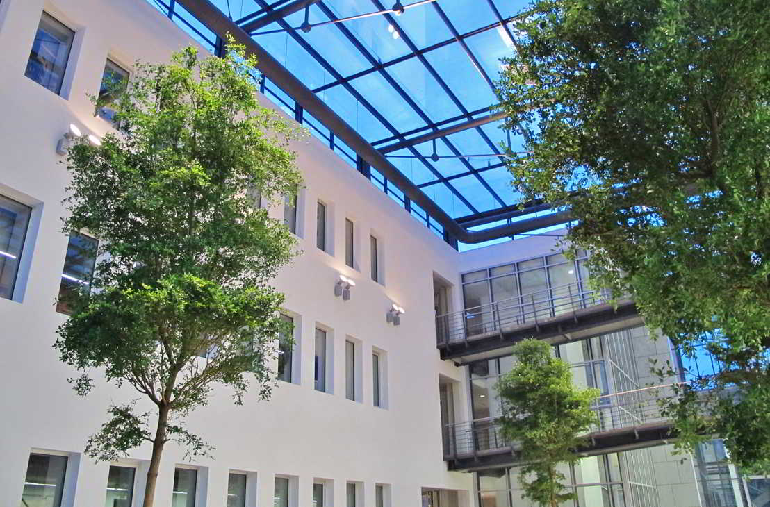 Árbol Bucida buceras en un atrio Árbol Bucida buceras en un atrio