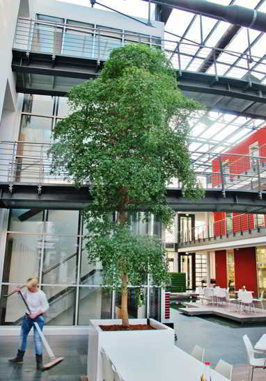 bucida buceras black olive atrium baum kaufen