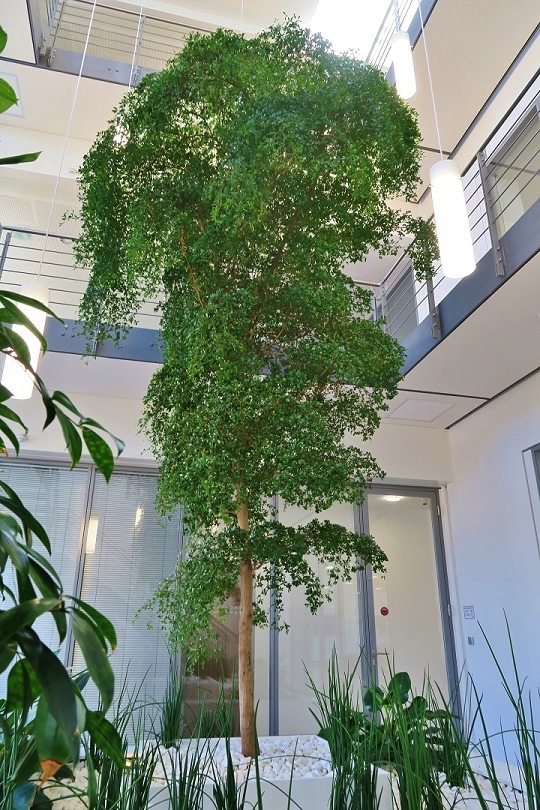 Bucida Baum nach 3 Jahren 2018 Bucida buceras baum 2018