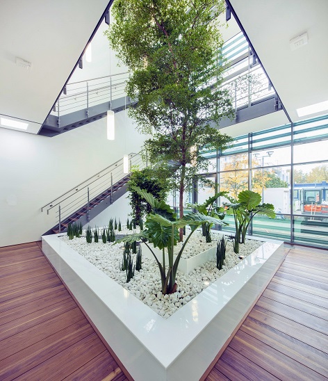 Atrium Innenraumbegrünung München - Bucida Baum, Alocasia und andere Pflanzen Bucida buceras baum atrium muenchen kaufen