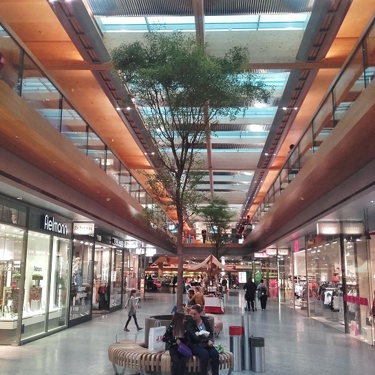 Bucida Baum im Einkaufszentrum Austria - planen und kaufen bucida baum einkaufszentrum Austria kaufen