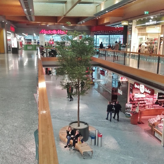 Bucida buceras Baum in Österreich kaufen bucida baum oesterreich kaufen