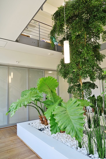 Atrium München- Alocasia, Bucida buceras Baum - planen und kaufen bucida buceras unterpflanzung alocasia kaufen muenchen
