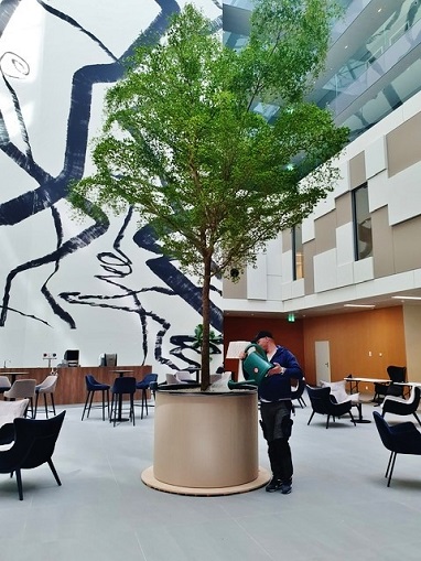 Bucida Baum pflanzen im Hotel Bucida Baum pflanzen