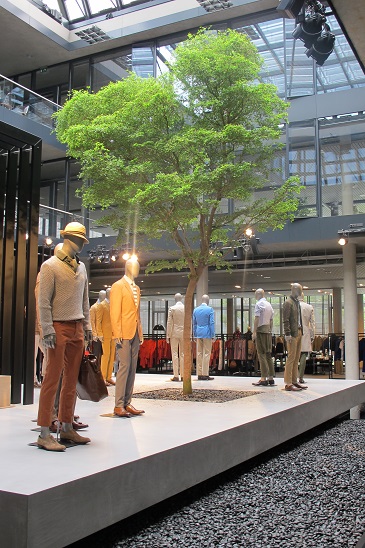 Bucida buceras Baum fertig gepflanzt bucida buceras modehaus atrium baum kaufen